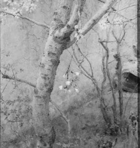 Antonio lópez. Almendro en flor. b y n
