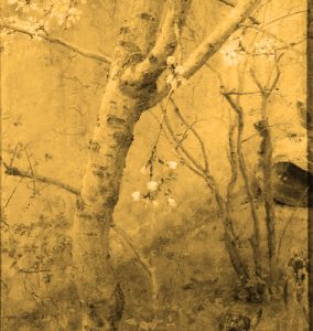 Antonio lópez. Almendro en flor. filtro b y n