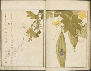 un insecto utamaro