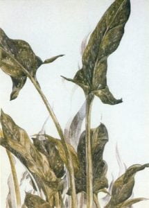 1920. Acuarela sobre papel.